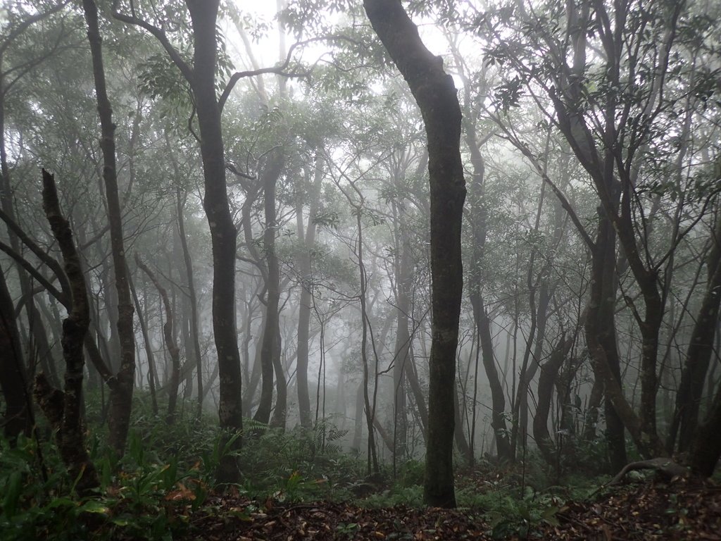 P1132824.JPG - 新店  獅子頭山隘勇線  02