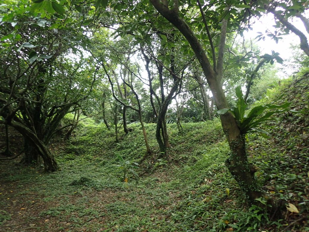 P4143547.JPG - 基隆  五坑山  總督嶺步道