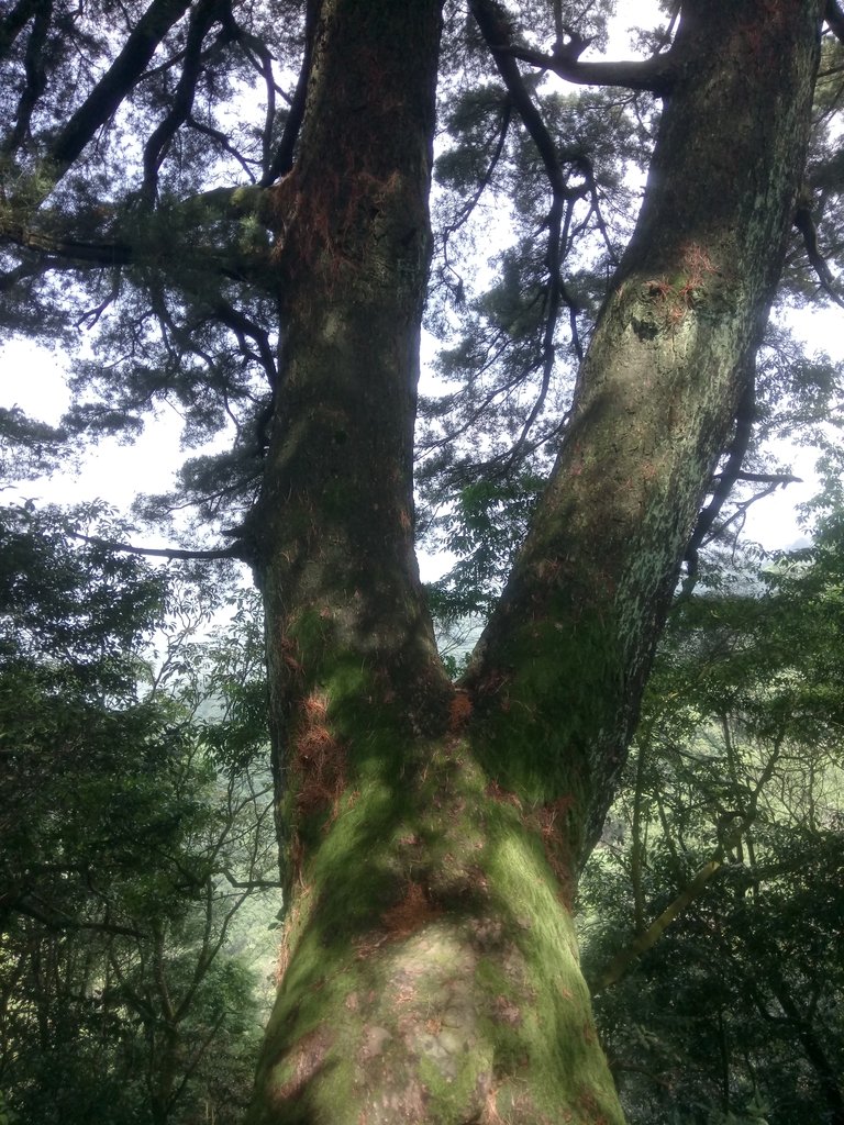 DSC_1264.JPG - 大坑四號步道  頭嵙山