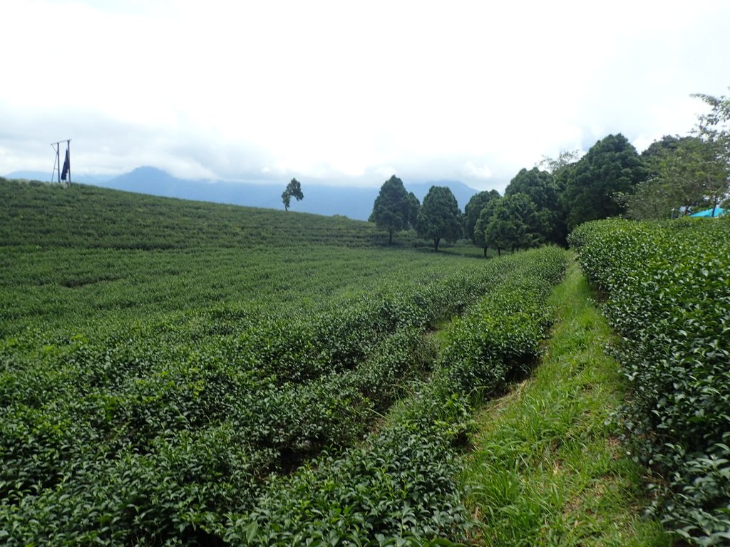 P8156642.JPG - 武界茶園  (01)