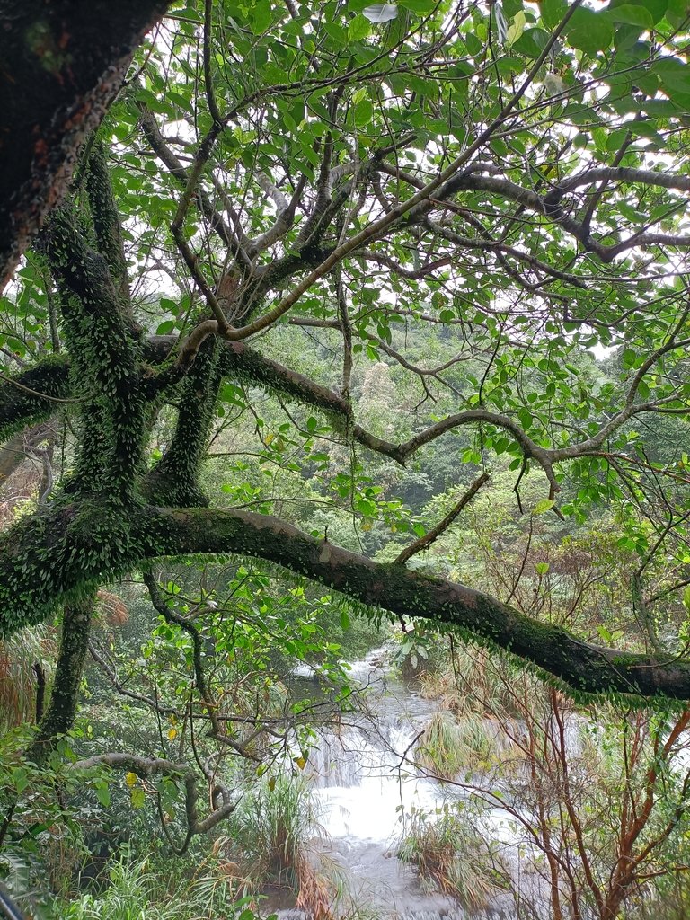 IMG20201226111158.jpg - 雙溪  燦光寮古道行