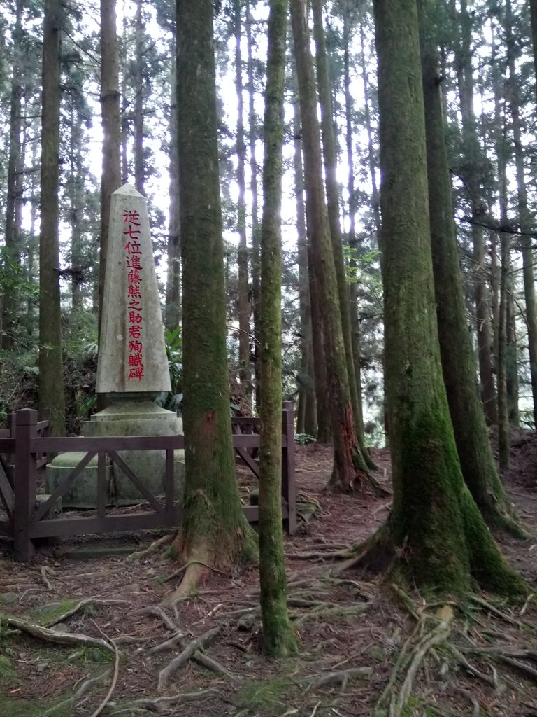 DSC_1548.JPG - 阿里山  二萬坪步道