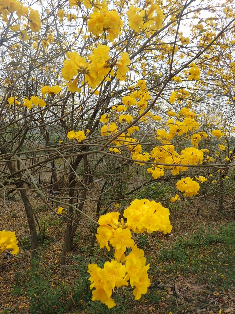 P3066567.JPG - 竹塘  田頭堤防  黃花風鈴木