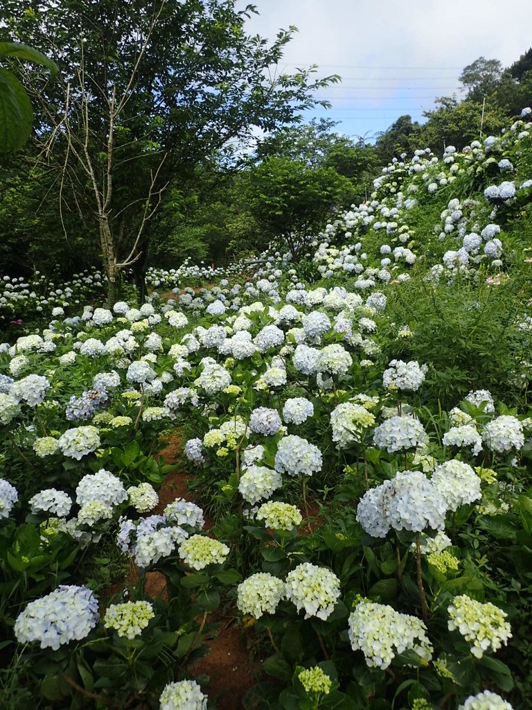 P5303930.JPG - 萬里  高家繡球花田