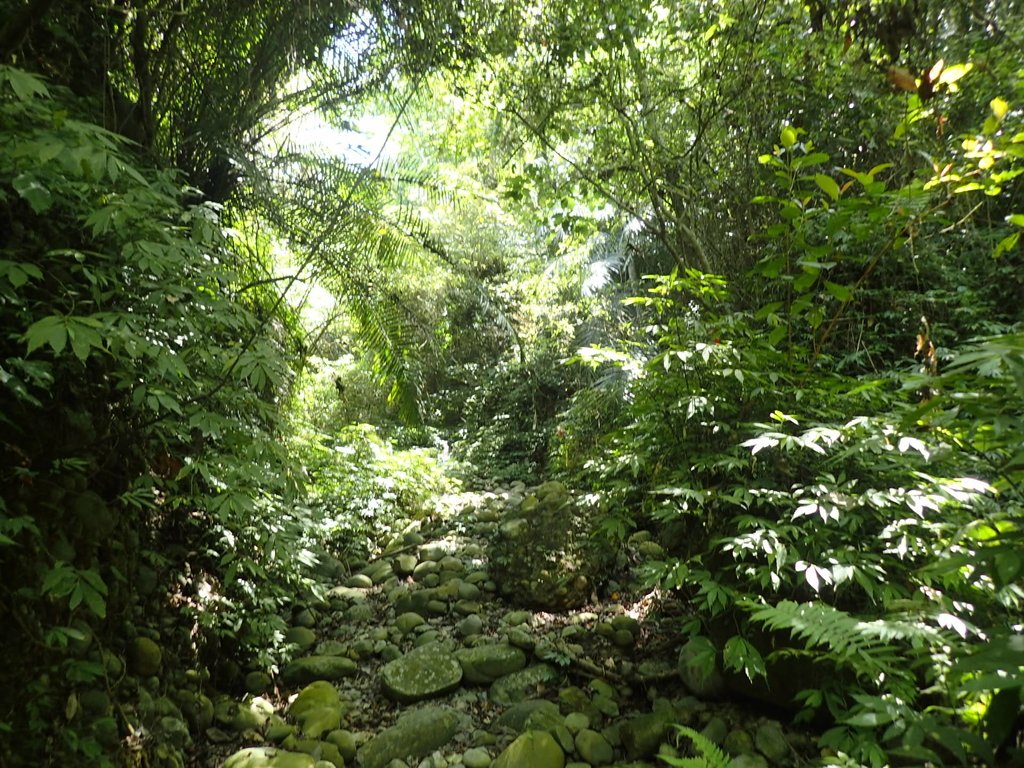 P4161431.JPG - 霧峰  青桐林生態園區