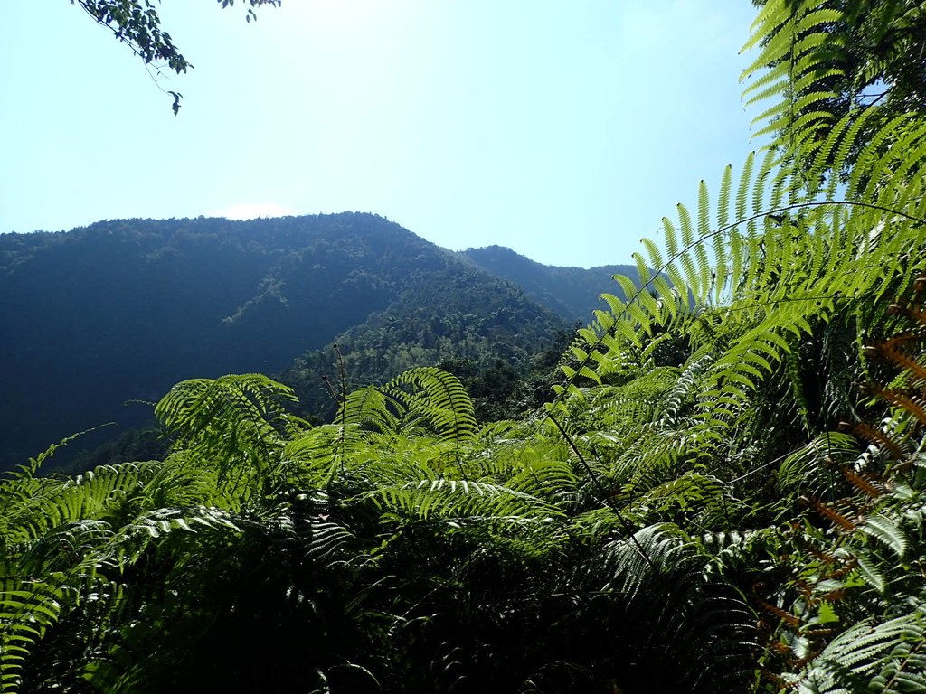 PA040362.JPG - 魚池  過坑山登山步道