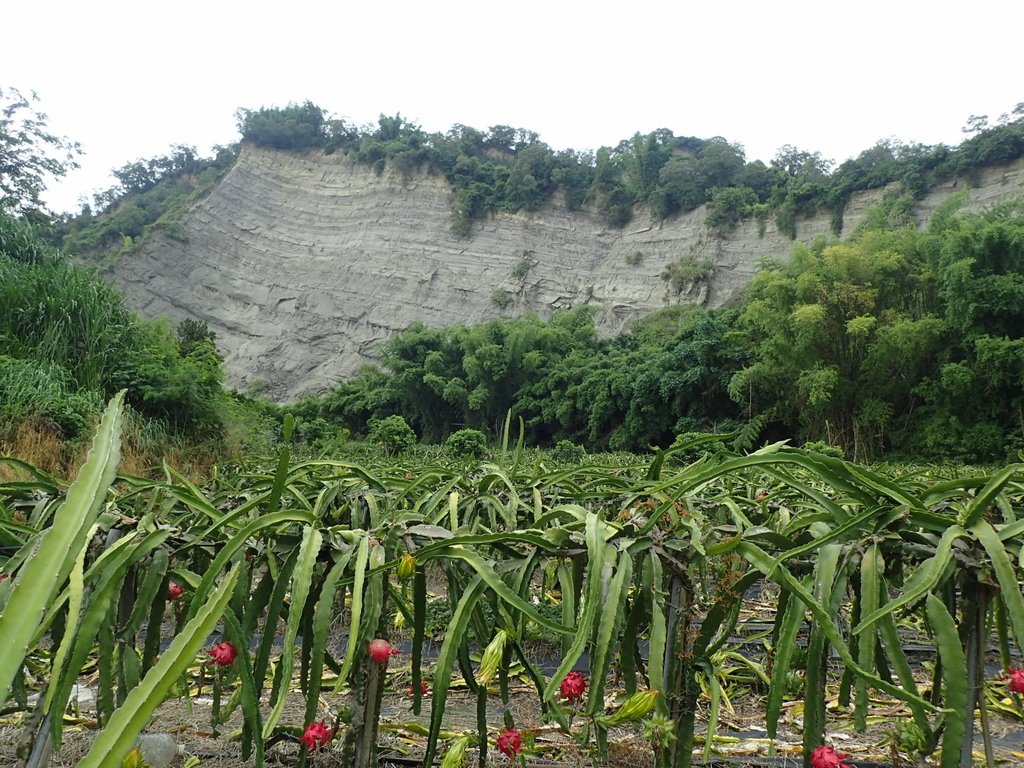 P6284988.JPG - 霧峰  烏溪北岸之  象鼻坑風光