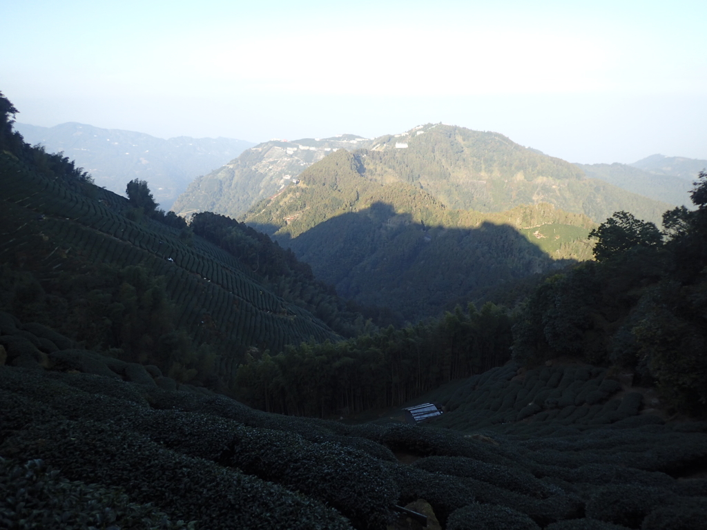 P2056626.JPG - 竹山  留龍頭  茶園風光