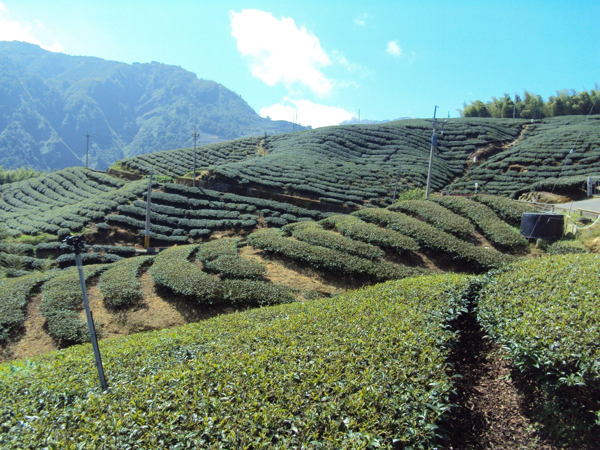 DSC07977.JPG - 竹山  軟鞍  八卦茶園