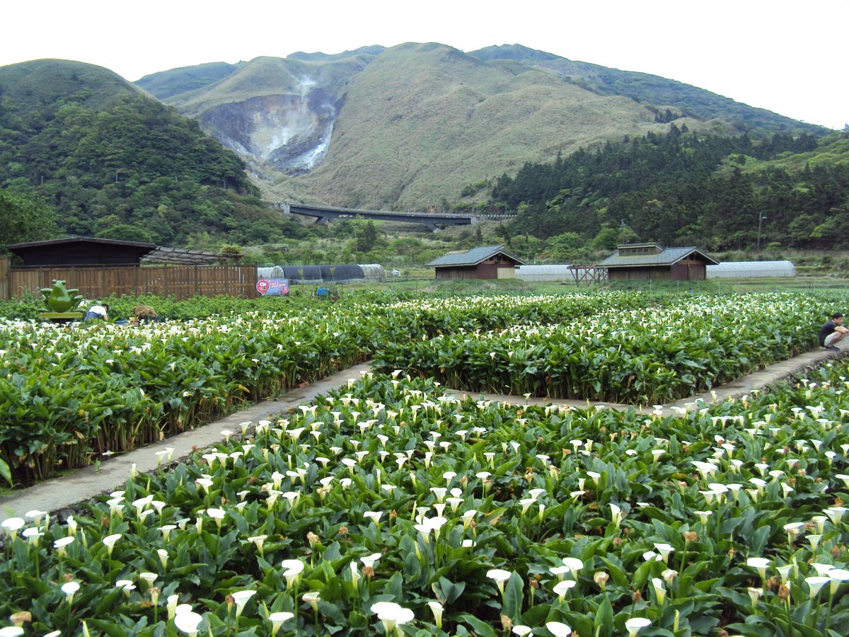 DSC05249.JPG - 竹子湖海芋步道