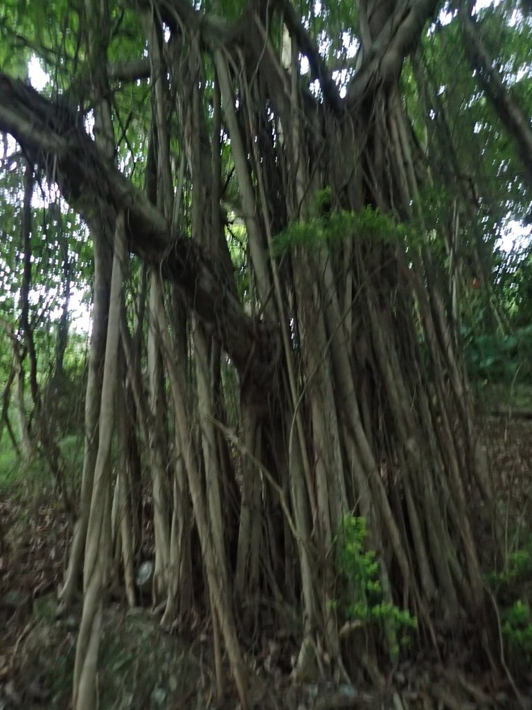 PC018119.JPG - 大直  正願禪寺