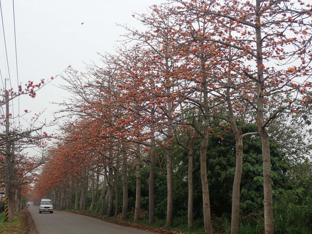 P3066389.JPG - 埤頭  東螺溪  木棉花