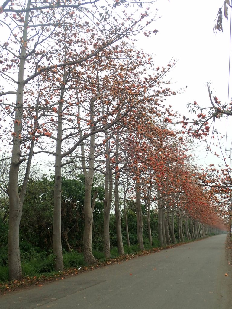 P3066422.JPG - 埤頭  東螺溪  木棉花