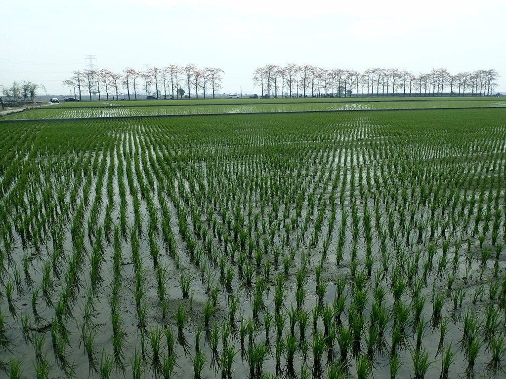 P3066457.JPG - 竹塘  田頭  木棉花道