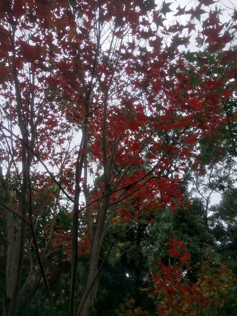 DSC_1770.JPG - 土城  承天寺  朝山步道