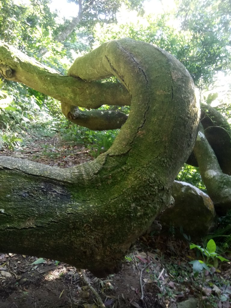 DSC_8808.JPG - 北投  中正山登山步道 03