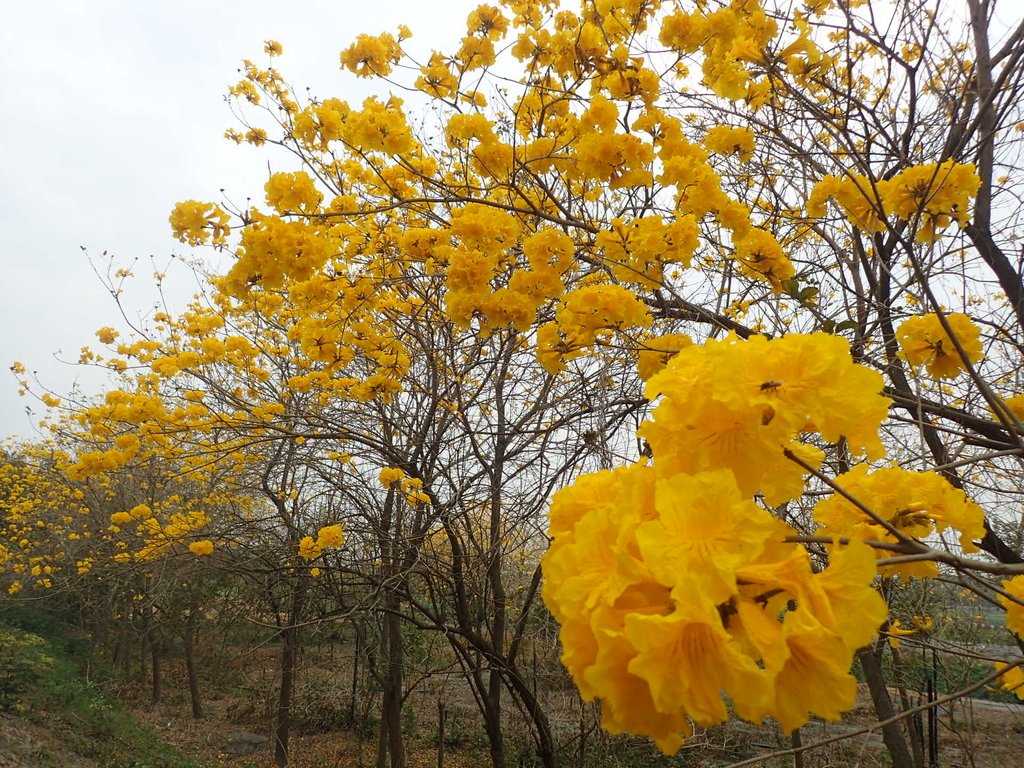 P3066572.JPG - 竹塘  田頭堤防  黃花風鈴木