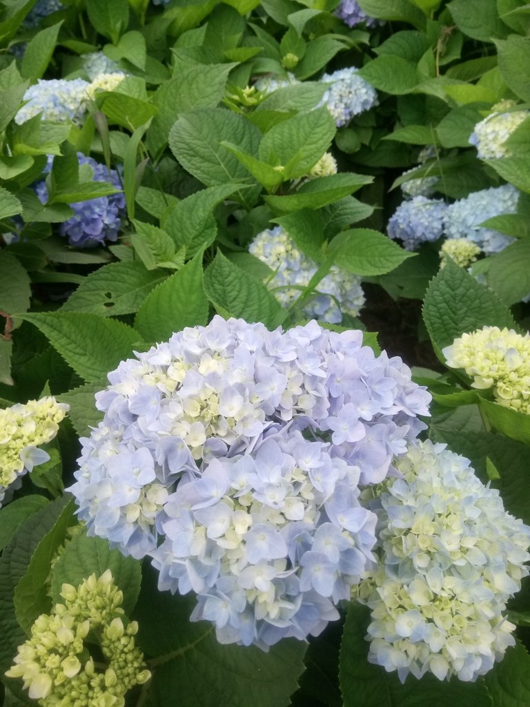 DSC_1471.JPG - 陽明山  高家繡球花園