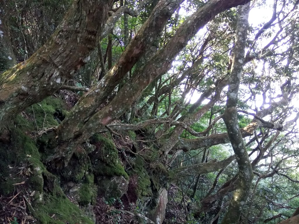 DSC_3610.JPG - 南庄  大坪林道  杜鵑嶺