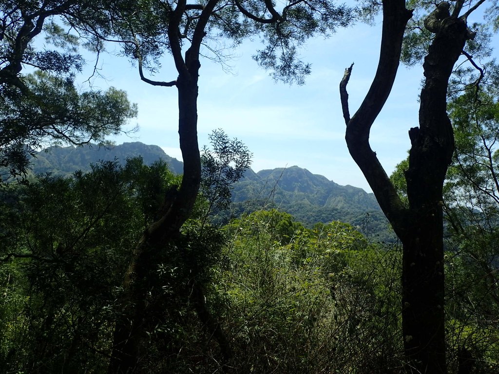 P4161446.JPG - 霧峰  青桐林生態園區