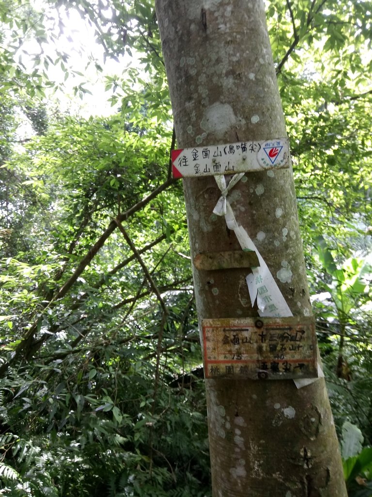 DSC_2984.JPG - 大溪  金面山登山步道