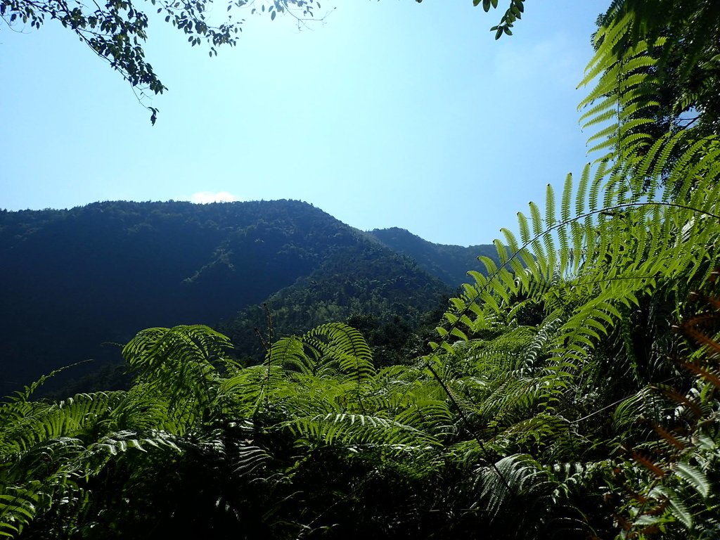 PA040363.JPG - 魚池  過坑山登山步道