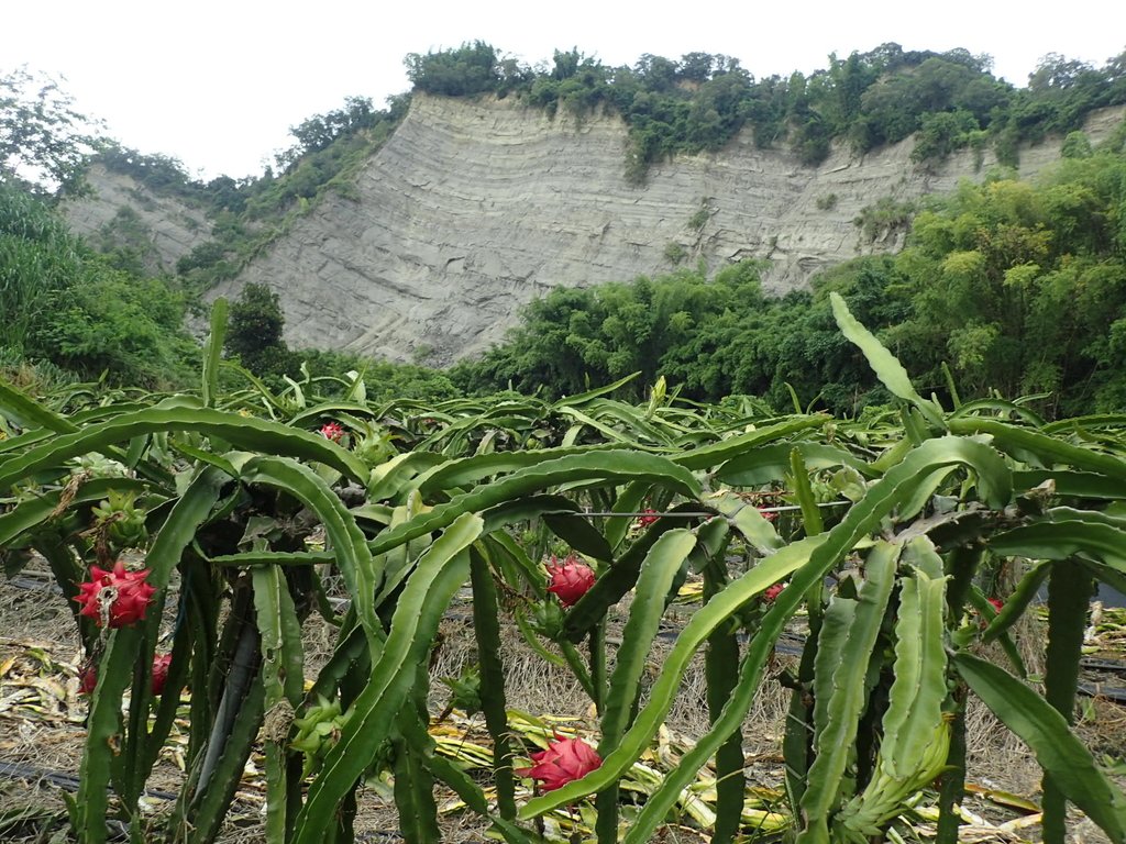 P6284994.JPG - 霧峰  烏溪北岸之  象鼻坑風光