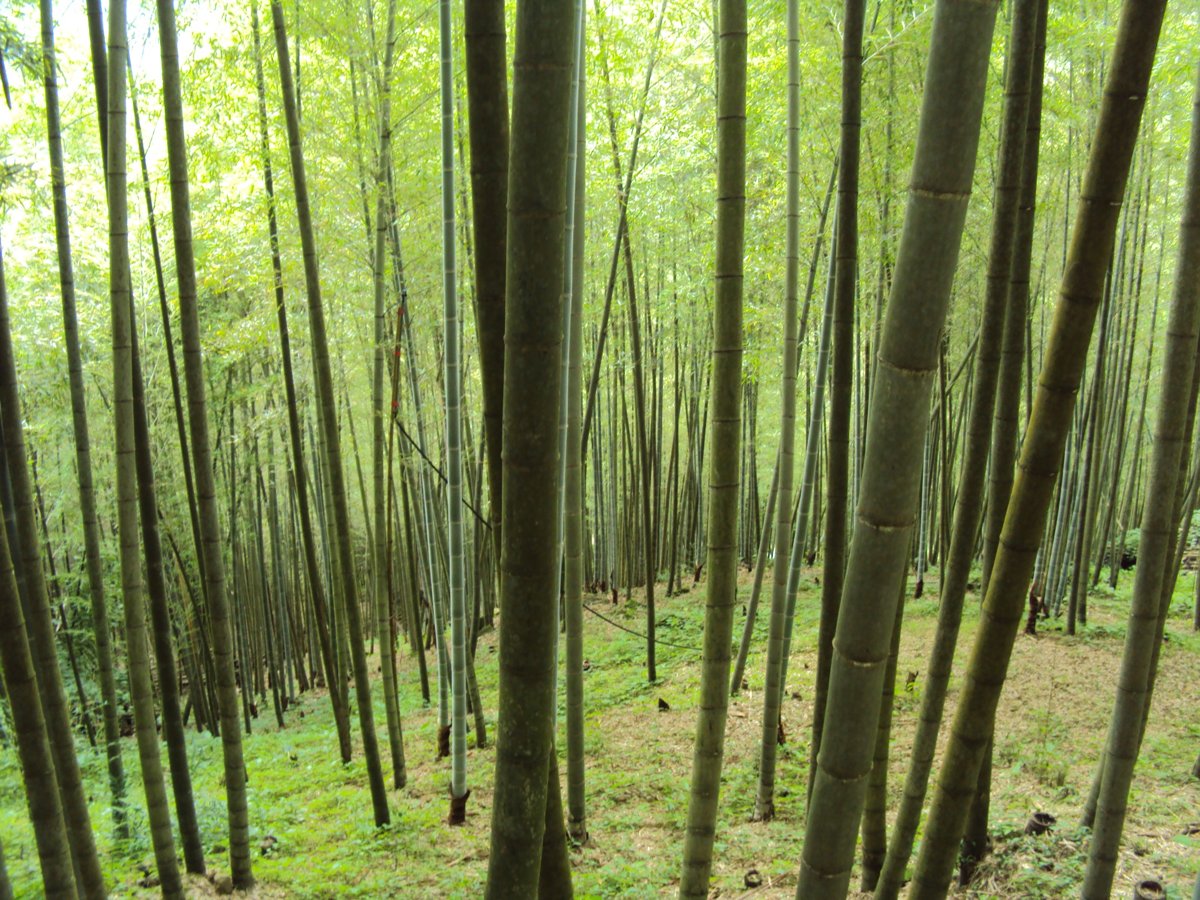 DSC08044.JPG - 竹山  大諳  孟宗竹蔭隧道