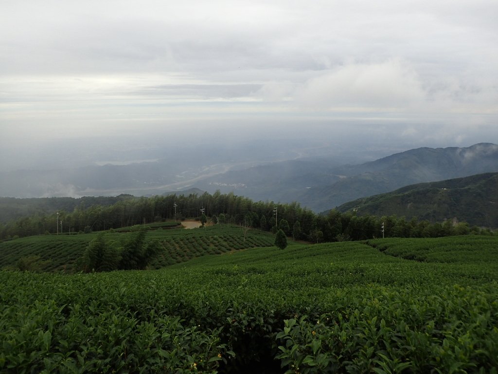 PA231853.JPG - 古坑  雲嶺之丘