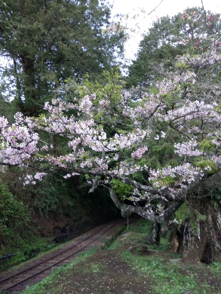 DSC_1632.JPG - 阿里山  沼平公園  賞櫻