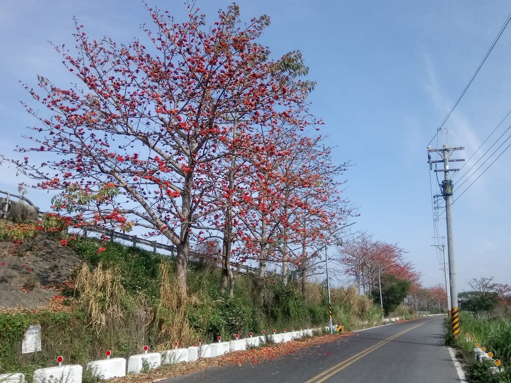 DSC_7850.JPG - 清水  大田產要道路  木棉花