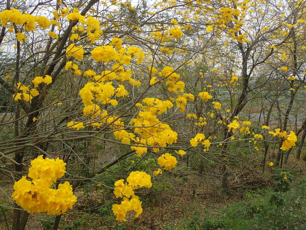 P3066562.JPG - 竹塘  田頭堤防  黃花風鈴木