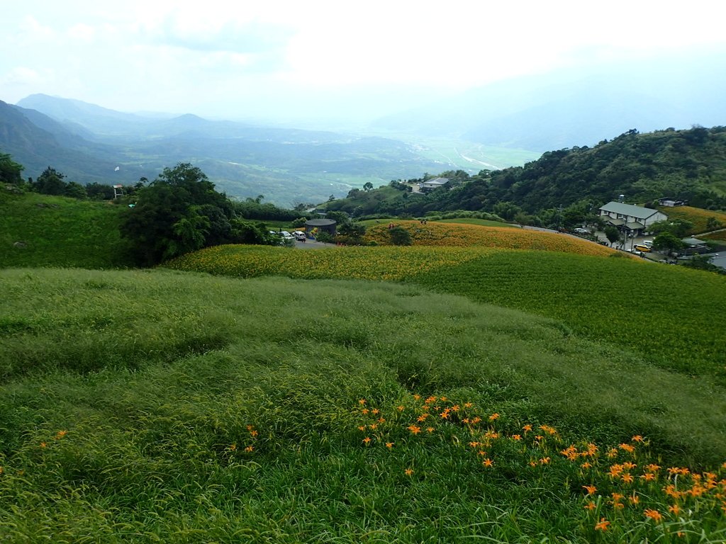 P9087963.JPG - 富里  六十石山  金針花季