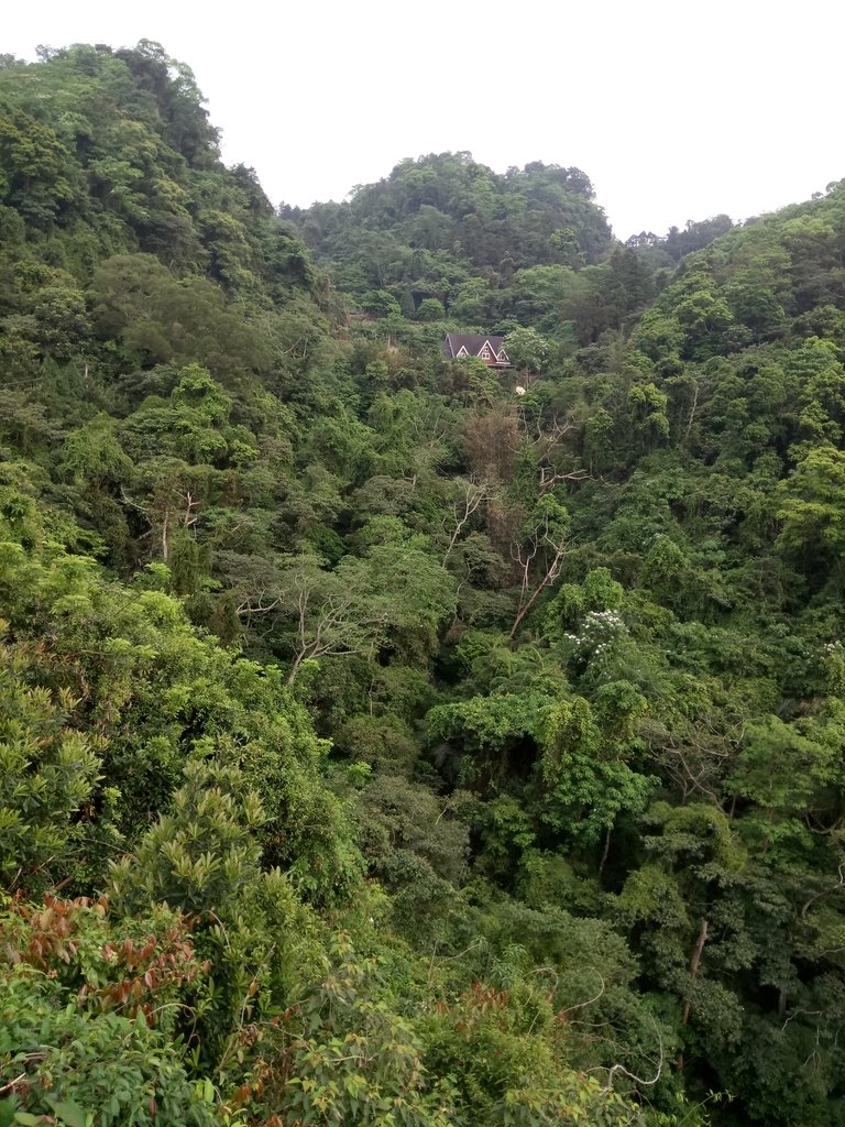 DSC_4971.JPG - 南庄  細湖頂  桐花山林