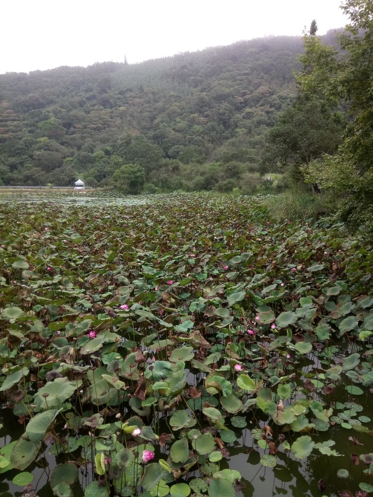 DSC_2950.JPG - 南庄  向天湖之  環湖步道