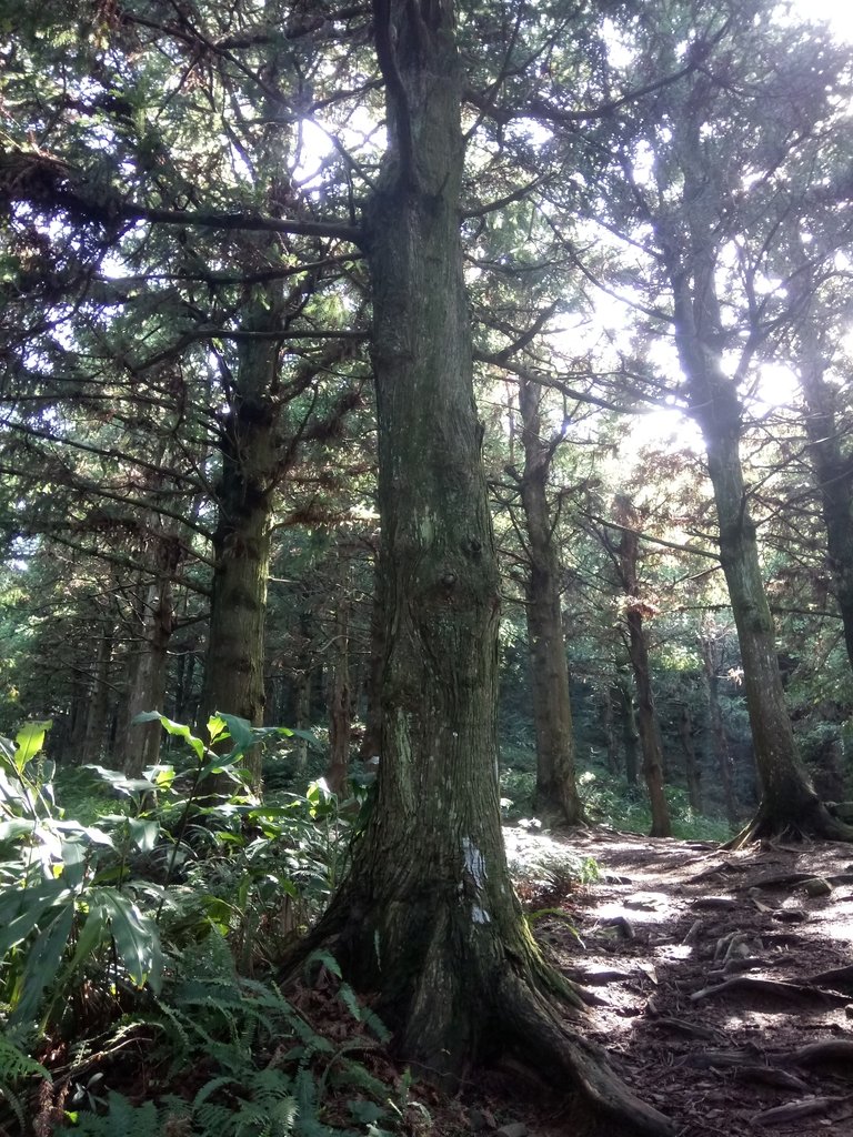 DSC_5198.JPG - 台中和平  長壽山登山步道  (上)