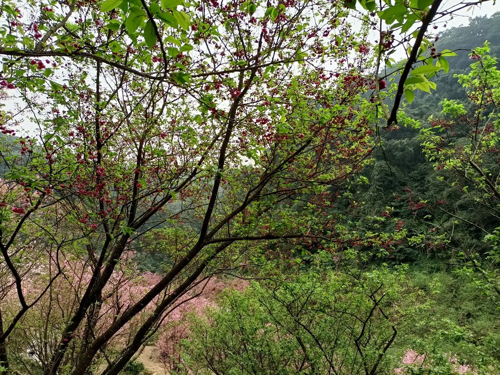 IMG20210226143652.jpg - 三峽  熊空  大熊櫻花林