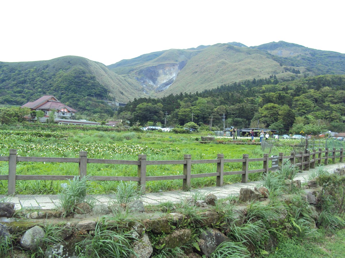 DSC05255.JPG - 竹子湖海芋步道