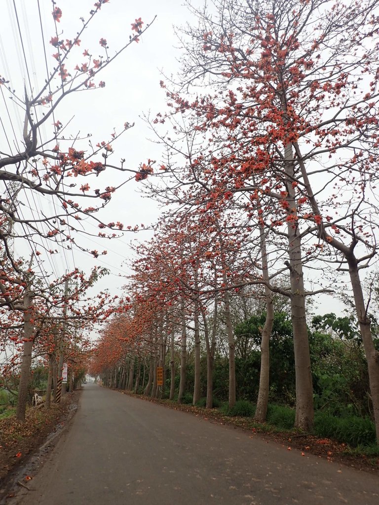 P3066418.JPG - 埤頭  東螺溪  木棉花