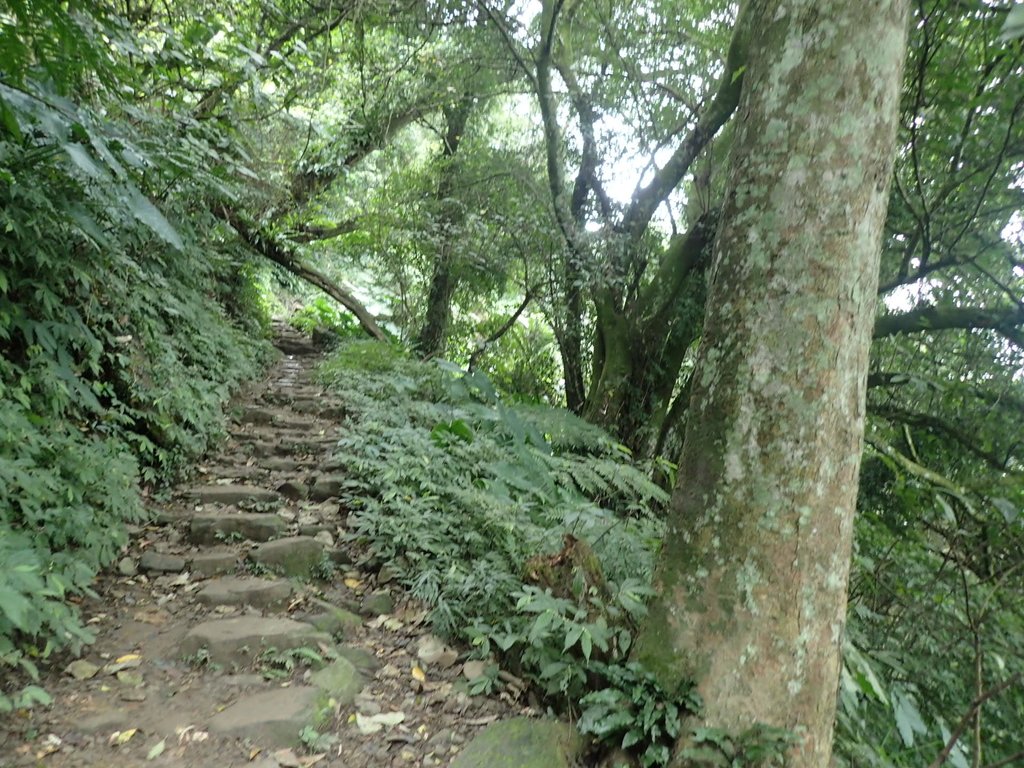 P2107489.JPG - 大溪  溪洲山登山步道