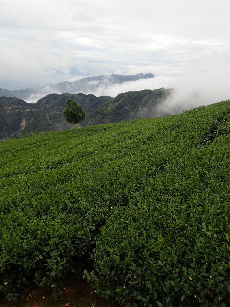 PA231859.JPG - 古坑  雲嶺之丘