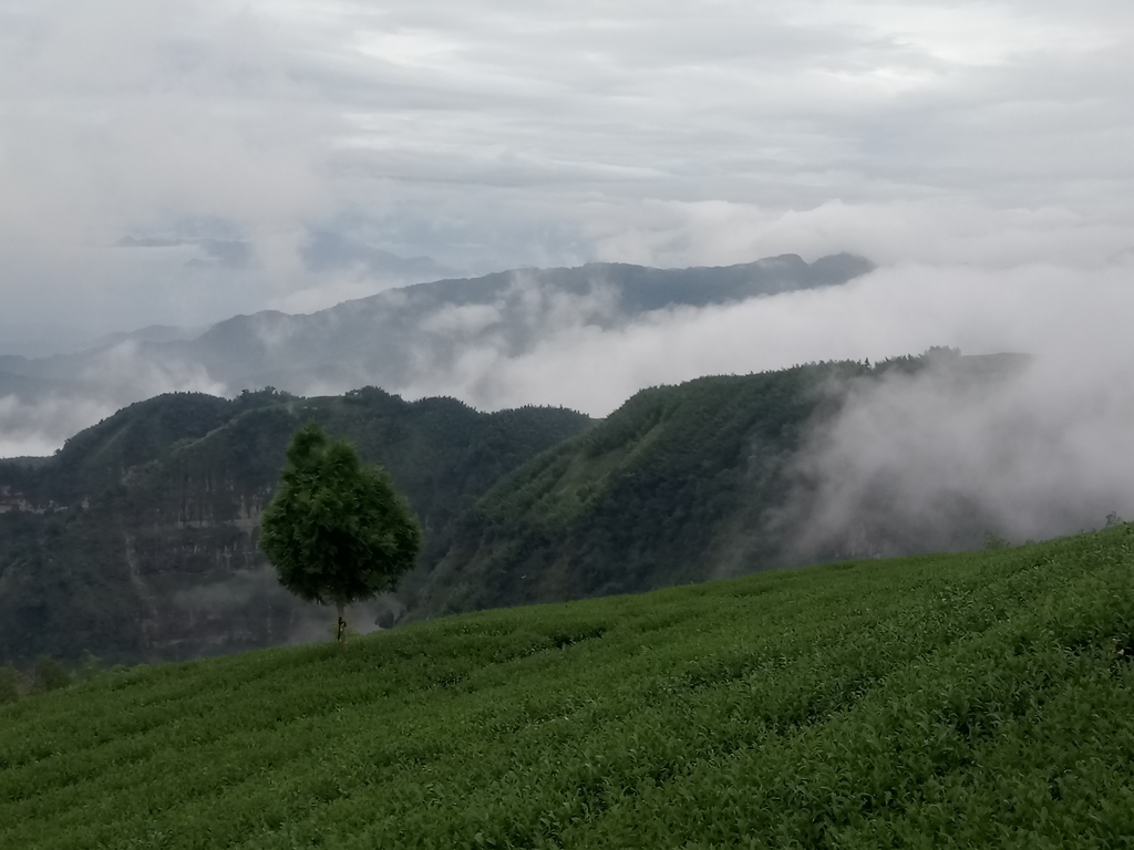 DSC_1356.JPG - 古坑  雲嶺之丘