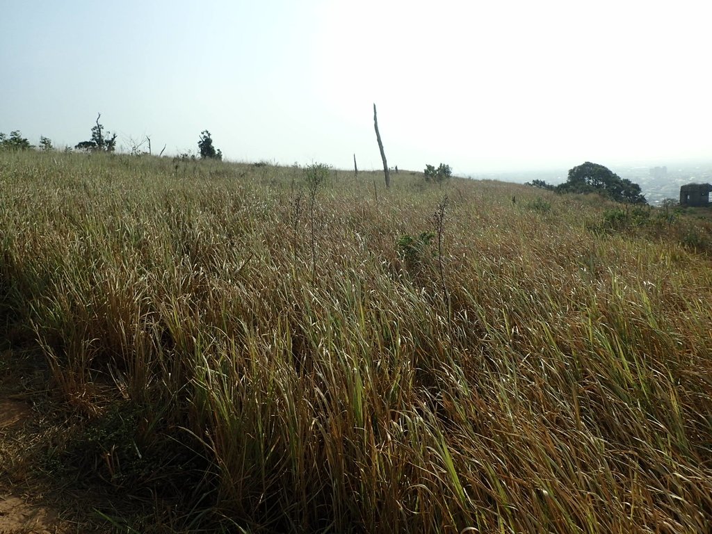 PA160963.JPG - 大甲  鐵砧山大草原