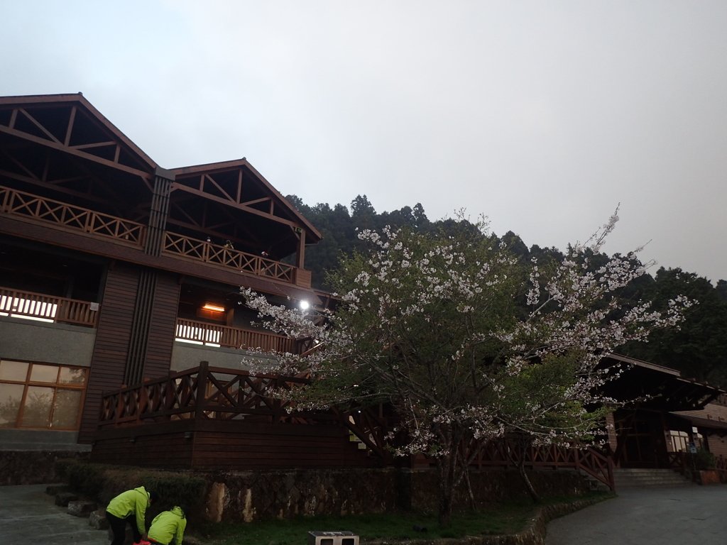 P3257999.JPG - 阿里山神木賓館  商店街之夜