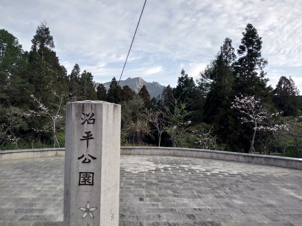 DSC_1641.JPG - 阿里山  沼平公園  賞櫻