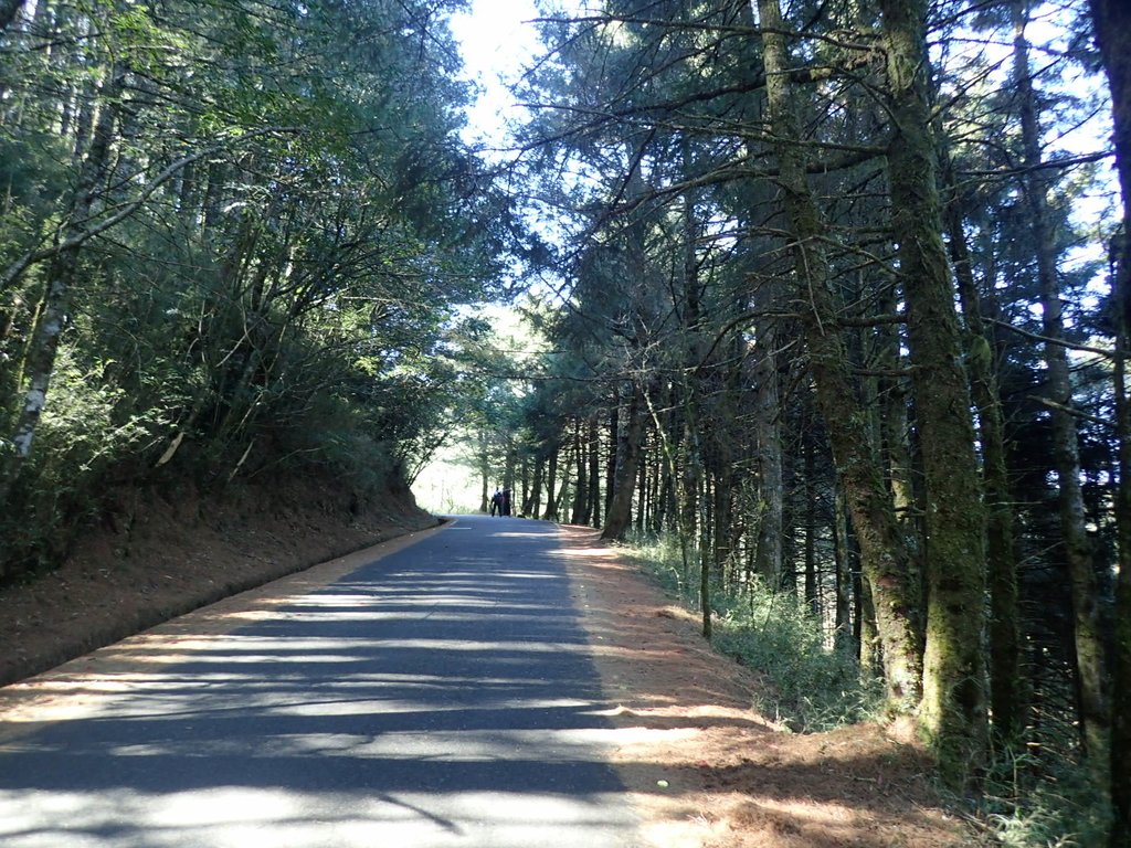 P3268055.JPG - 鹿林山  麟趾山步道  (01)