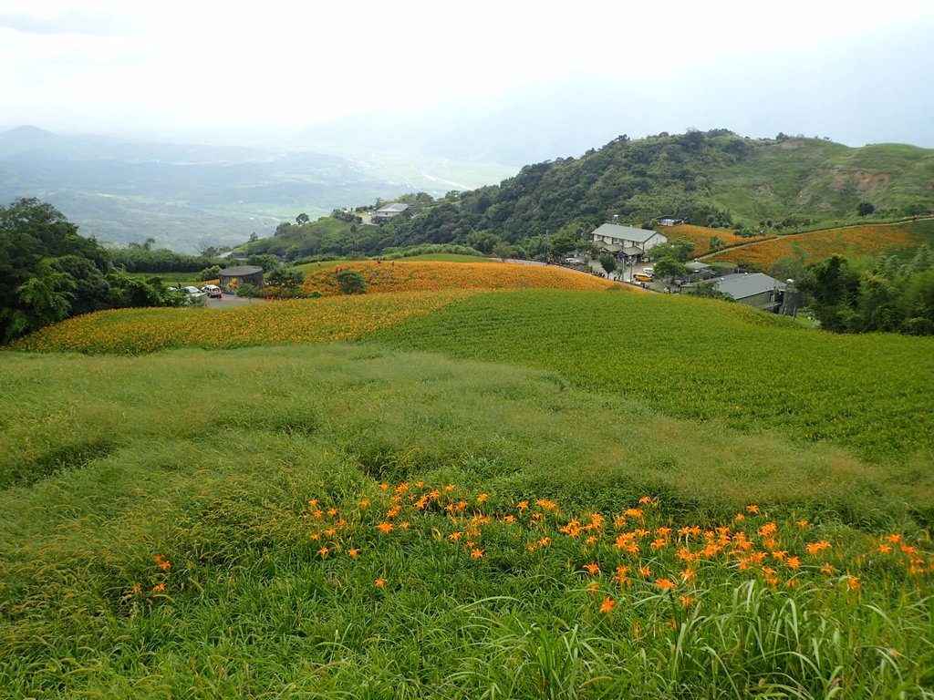 P9087965.JPG - 富里  六十石山  金針花季