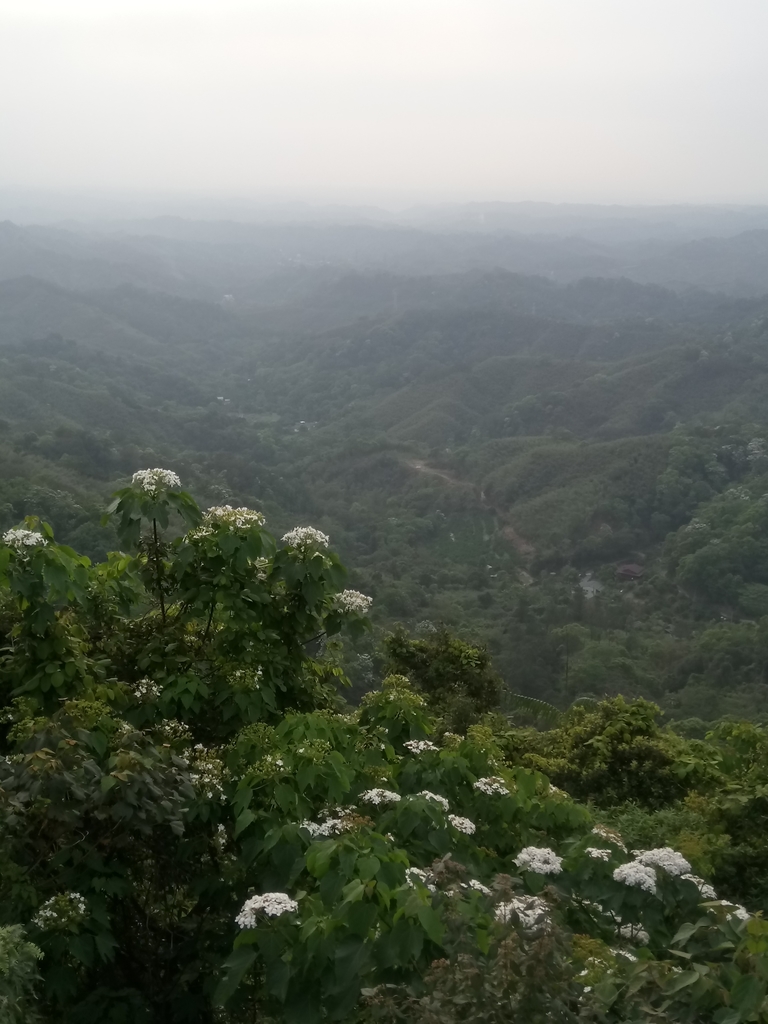 DSC_4976.JPG - 南庄  細湖頂  桐花山林