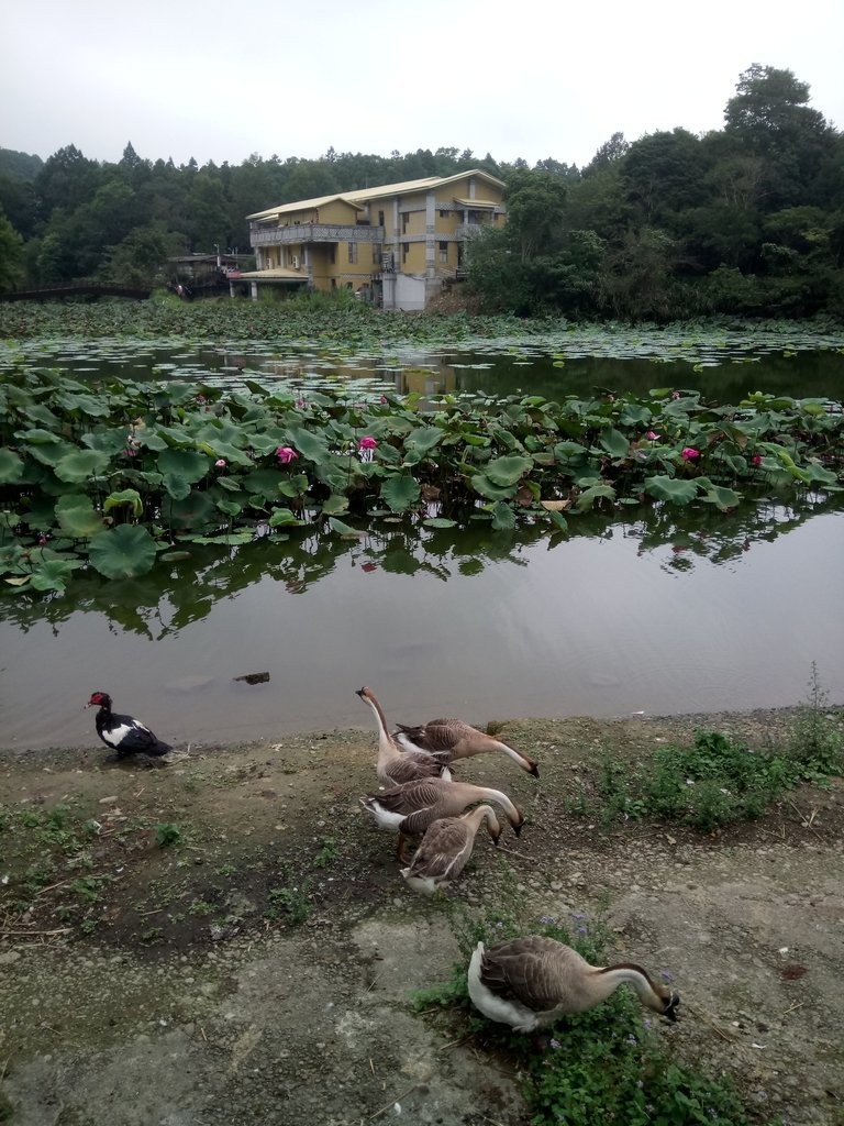 DSC_2956.JPG - 南庄  向天湖之  環湖步道