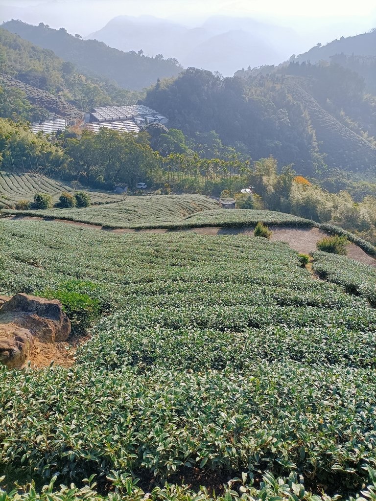 IMG20210130084726.jpg - 雲嘉連峰之  太平山  梨子腳山